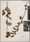 Foto von Salix cinerea subsp. atrocinerea (Brot.) Guinier